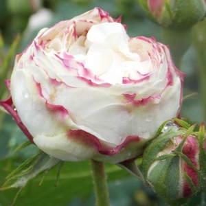 Pоза Снежна топка - бял - Стари рози-Ноазетова роза